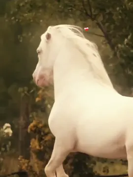 WHITE HORSES 🫶❤️‍🩹 #horsevideo #creatorsearchinsight #horsewhisperer_hippophile #whitehorse #obssessed 