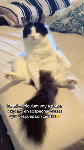 #tan hermoso mi amorcito 🐈‍⬛❤️#gatostiktok #gatosdetiktok #salgoenparati💟 #fypviraltiktok🖤シ゚☆♡ 