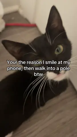 #cat #catsoftiktok #kitty #christiantiktok #relatable