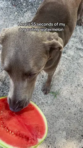 Everyone tell her she’s a good girl #labpuppy #asmrdog #watermelonasmr 