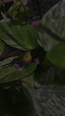 I thought he was hurt found him in the garden center got the employees to bring a box he let me hold him and then he flew away 🍃💚 I love nature #gardening  #garden  #hummingbird #fyp #explore #nature 