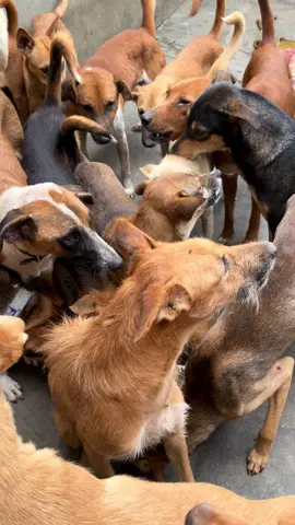 Thank you so much for asking! 🙏 Our shelter has 47 animals in need of care & love. Every donation helps! ❤️ Would you like to contribute or learn more about our work? 🐾💕