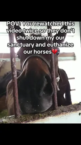 Every kind comment would mean a world to me #horses #shelter #sanctuary #animalsoftiktok #horsefarm       