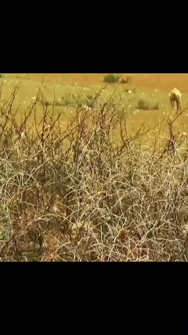 #عمر_بن_الخطاب #رسول_الله_صلى_الله_عليه_وسلم #fyp #tiktok #الشعب_الصيني_ماله_حل😂😂 