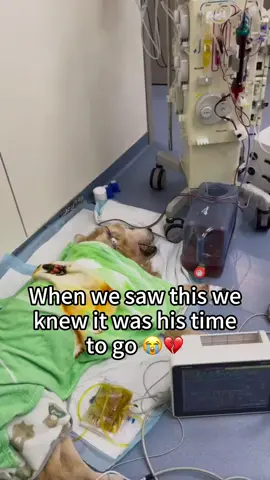My emotional support will be with me forever. #glorytogod #dogsoftiktok #PetsOfTikTok #petmemorial 