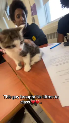 #kitten #fyp #class #zxycba 