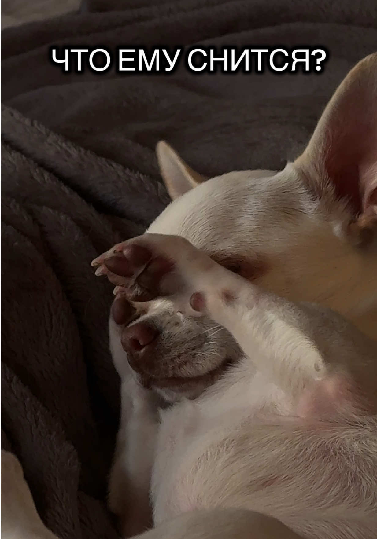 #чихуахуа #чих #чихуа 