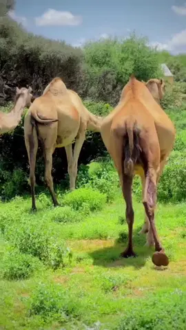 #💚💙🇸🇴🦁❤️ #galmudugnimo💙🤍💚somali #dhaqandhoor2 