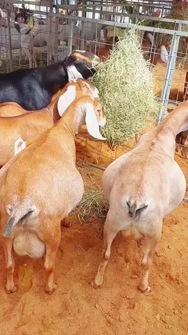 raça Anglo-Nubiana um das raças mais versáteis do mundo #pecuária #fazenda #animaisdefazenda #caprinocultura #cabras 