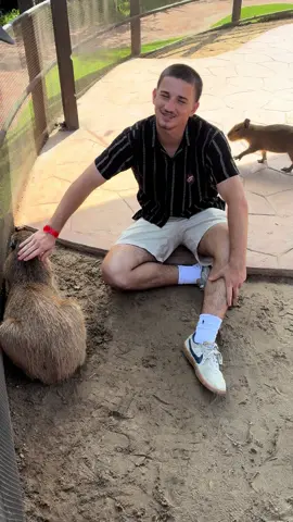 Capibara lover🤍