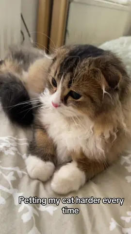 He was annoyed from the start 🙄 #cat #kitten #foryou #fyp #scottishfold 