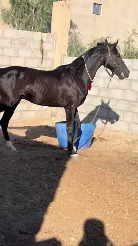 #الشعيطات_غرنيج_لكشكيه_ابوحمام #خيل_عربي_اصيل🐎🐎 #كسبلرر_اكسبلور_تفاااعل #سوريا_تركيا_العراق_السعودية_الكويت_عمان #دير_الزور 