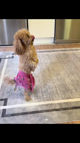 Dans bizim işimiz.  #köpek #mezdeke #bellydance #köpekvideoları #köpekeğitimi 