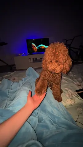 ❤️ #toypoodle #собака #❤️ 