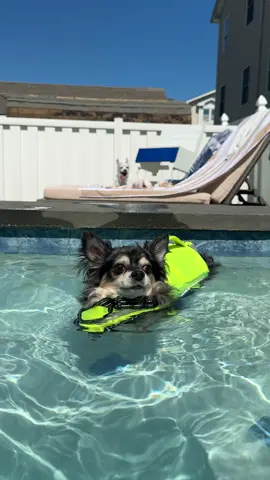 Just a summer loving pool boy who loves to float around in his life jacket 🥹🤍 #pool #dog #swimming 