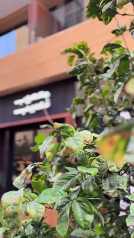 #معصوب_نسيب good morning 🌅 