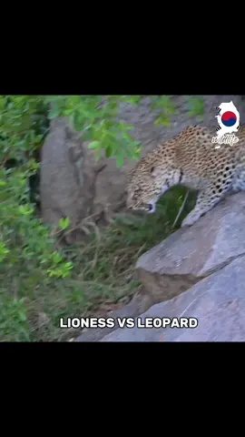 Lioness vs Leopard 💀🔥#viewsproblem😭 #unfrezzmyaccount #millionviews#wildanimals  #CapCut 