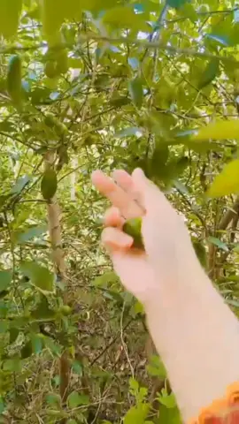 Lemon 🍋#garden #beautiful #fyyppppp #foryou 