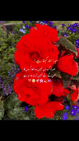 #CapCut #Allah uAkbar #foryoupage❤️❤️ #fyp #uk 