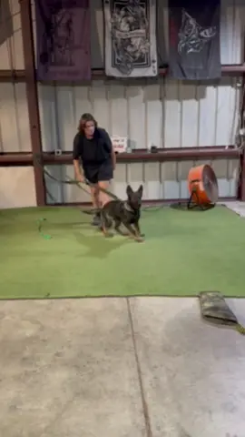 Mufasa learning some human interest.  ##germanshepherd##germanshepherdsoftiktok##puppy##vibecheck##personalprotection