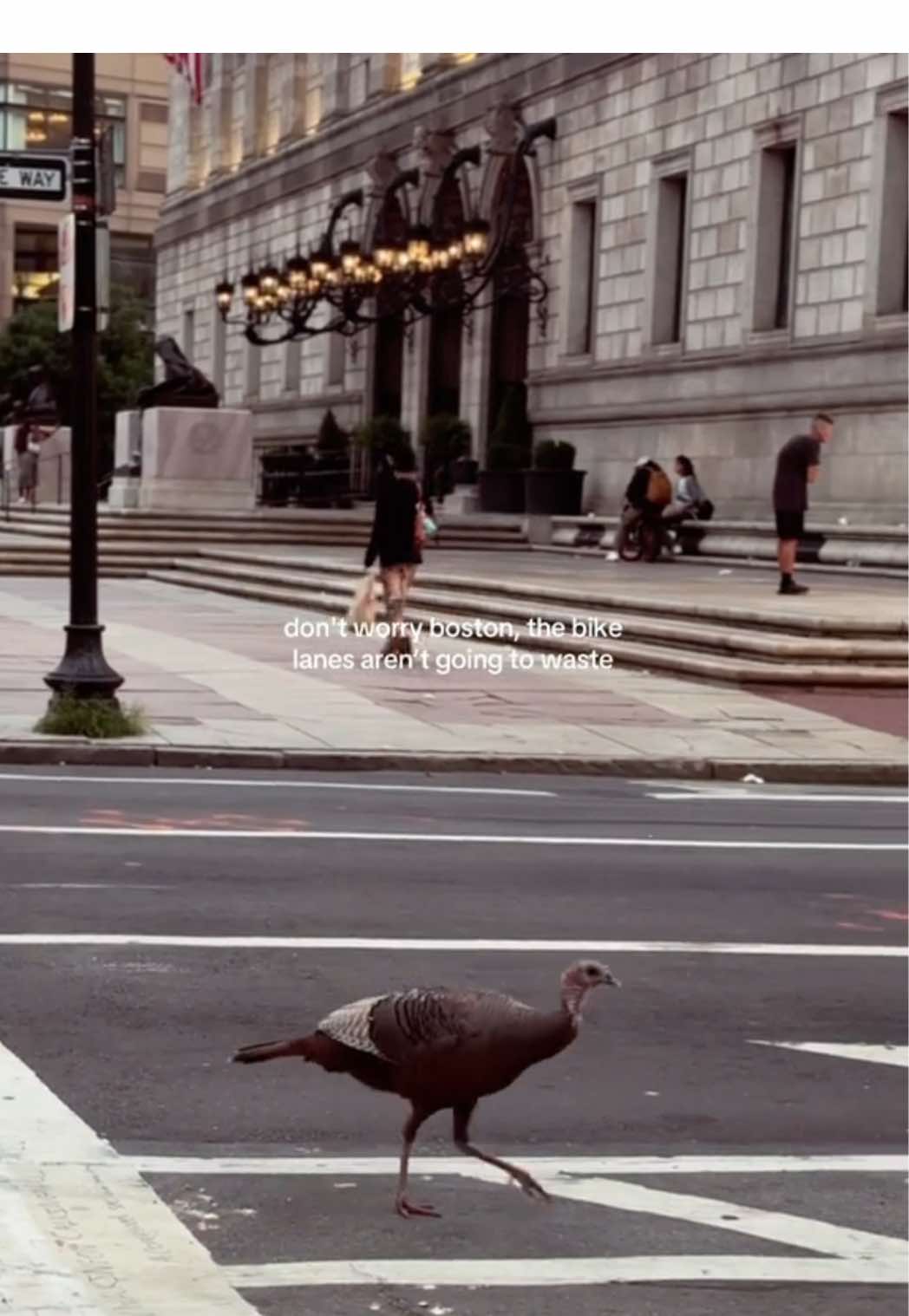 Boston aesthetic: cobblestones, brownstones, turkeys in traffic #Boston #BackBay #OnlyInBoston #POV #FYP 🏷️: Boston aesthetic, Boston lifestyle, Boston TikTok, Back Bay Boston, Copley Square, Boston Public Library, cobblestone streets, brownstones, romanticize Boston, Boston POV, city aesthetic, Boston living, urban wildlife, Boston comedy, Boston drivers, Boston humor, Newbury Street, Boston content, Boston FYP, Boston neighborhoods, living in Boston