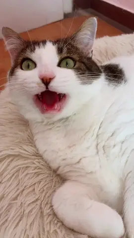 #catsounds #tiktoktrend #viral #meowmeow #catlover