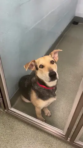 Love is waiting for you 🙏🥺  This week is National Dog Day, and we want to remind you that some of the most extraordinary dogs out there are the ones waiting in shelters to be adopted ❤️ Just like these beautiful pups here, who are dreaming of forever homes 🥺 They are each uniquely wonderful, with so much love and joy to bring to your life! 💓 Whether you are looking for big or small, young or mature, we have your soul dog waiting for you ❤️    If you can’t adopt, please share their post 🙏 and please consider donating to their care through the link in our bio ❤️  Of course if you are ready to adopt, please come in to the Humane Society of Broward County today to meet your next fur-ever love ❤️    If you would like to meet one of our wonderful pets, please complete the pre-adoption application on our website (link is in bio) and come on in. The shelter is located at 2070 Griffin Road, Fort Lauderdale FL 33312 and opens daily at 11 a.m. If you have any questions call 954-989-3977. To see who is still available, please visit www.humanebroward.com (link in bio). ❤️      #dog #adopt #fyp #dogsoftiktok #Love                         