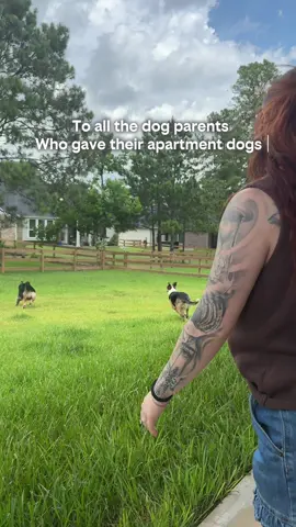 Because they deserve the world ❤️ #dogmom #doggos #americandream #dogsoftiktok 