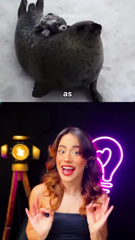 por que as focas batem na barriga?