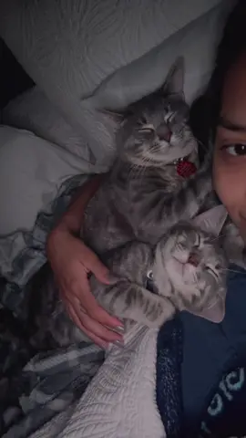 my boys🩶 #catsoftiktok #cat 