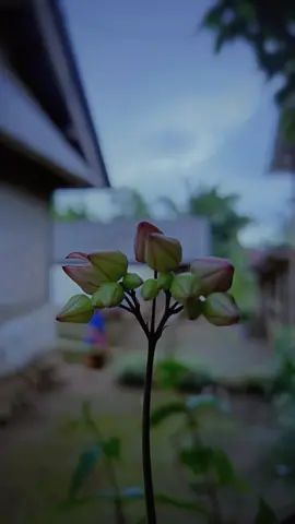 Gek rani 3 #CapCut #arykencana #lagubali #soundbali #template 