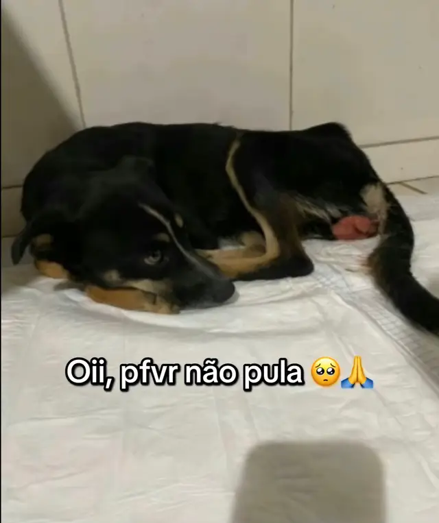 Pfvr pessoal com o valor que vc puder vc pode ajudar a salvar a vida dela pra que ela conheça o amor de vdd. #pet #animaisnotiktok #ajuda #vaiprofycaramba 