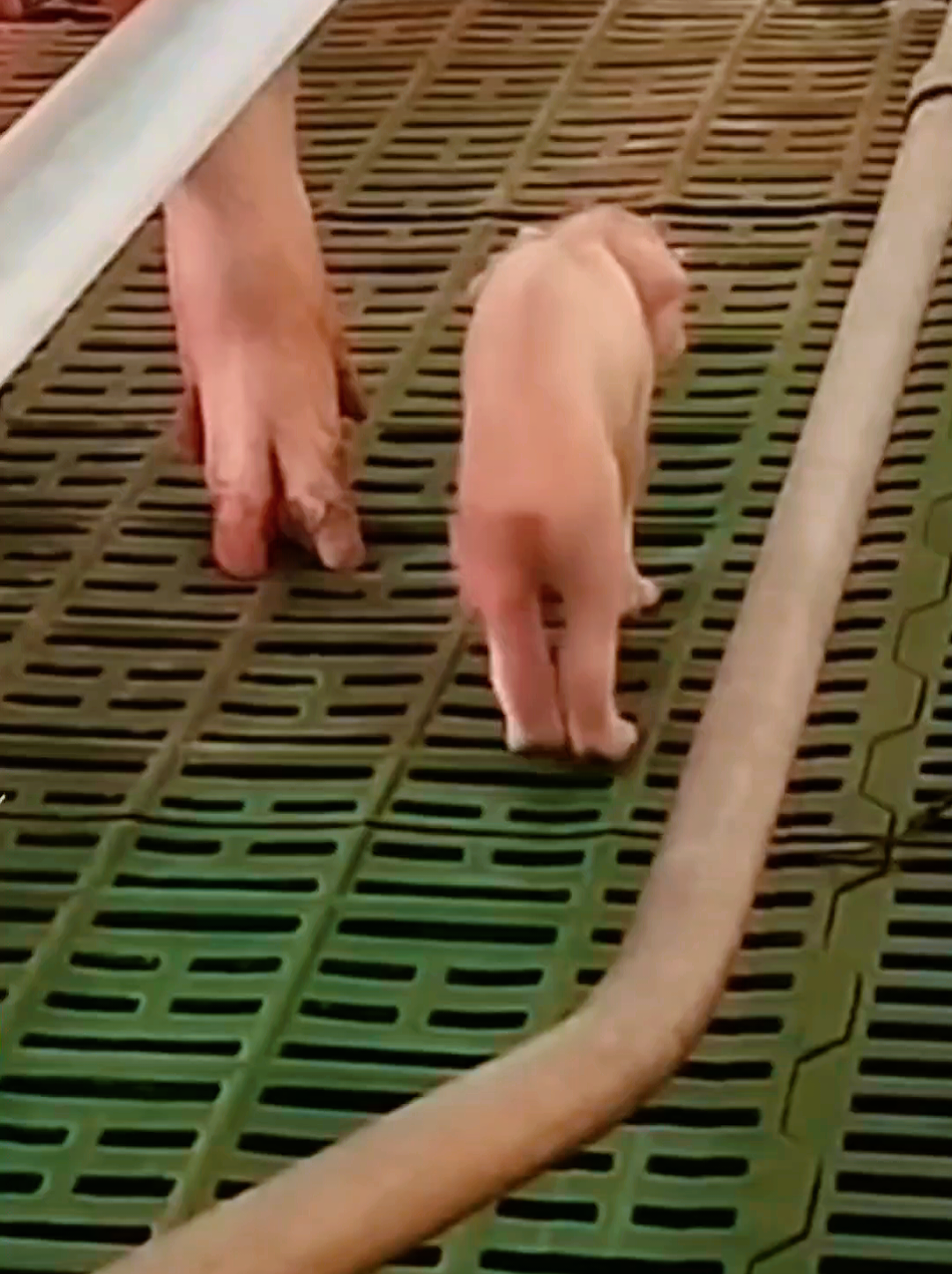 #cerdito #enfermo #emotizainsana 