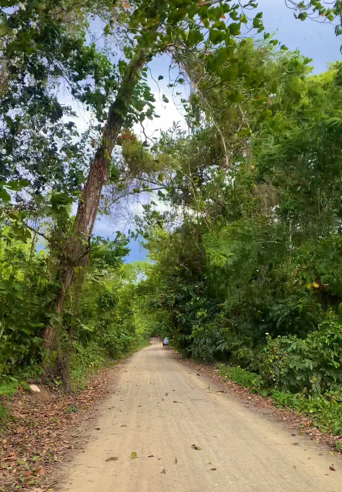 Menos mal alcancé a grabar esta belleza 🍂✨