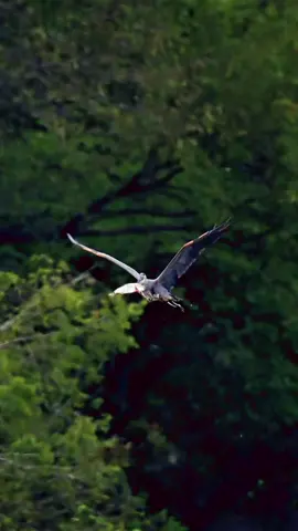Great Blue Heron - sushi on wings #greatblueheron #birds 