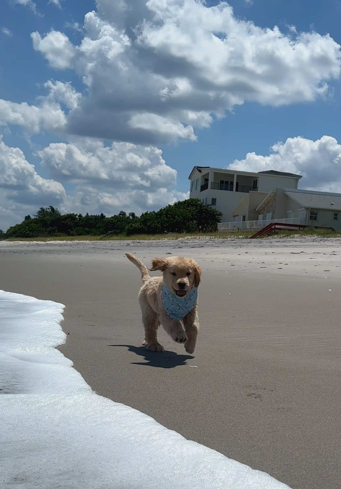 moose loves the beachhhh!!!  #goldenretrieverpuppy #goldenretrieverlife #puppylife #beachdog #puppytok  