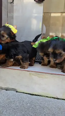 #fyp #tiktok #foryoupage #viralvideos #funnyvideos  or   Corgi Loves Dancing With Snoopy  Dog Uses His Skills To Bust Into the Bathroom  , , and 