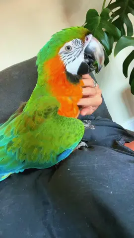 Happy jungle chicken. #parrotsoftiktok #macaw #PetsOfTikTok #parrot #birds 