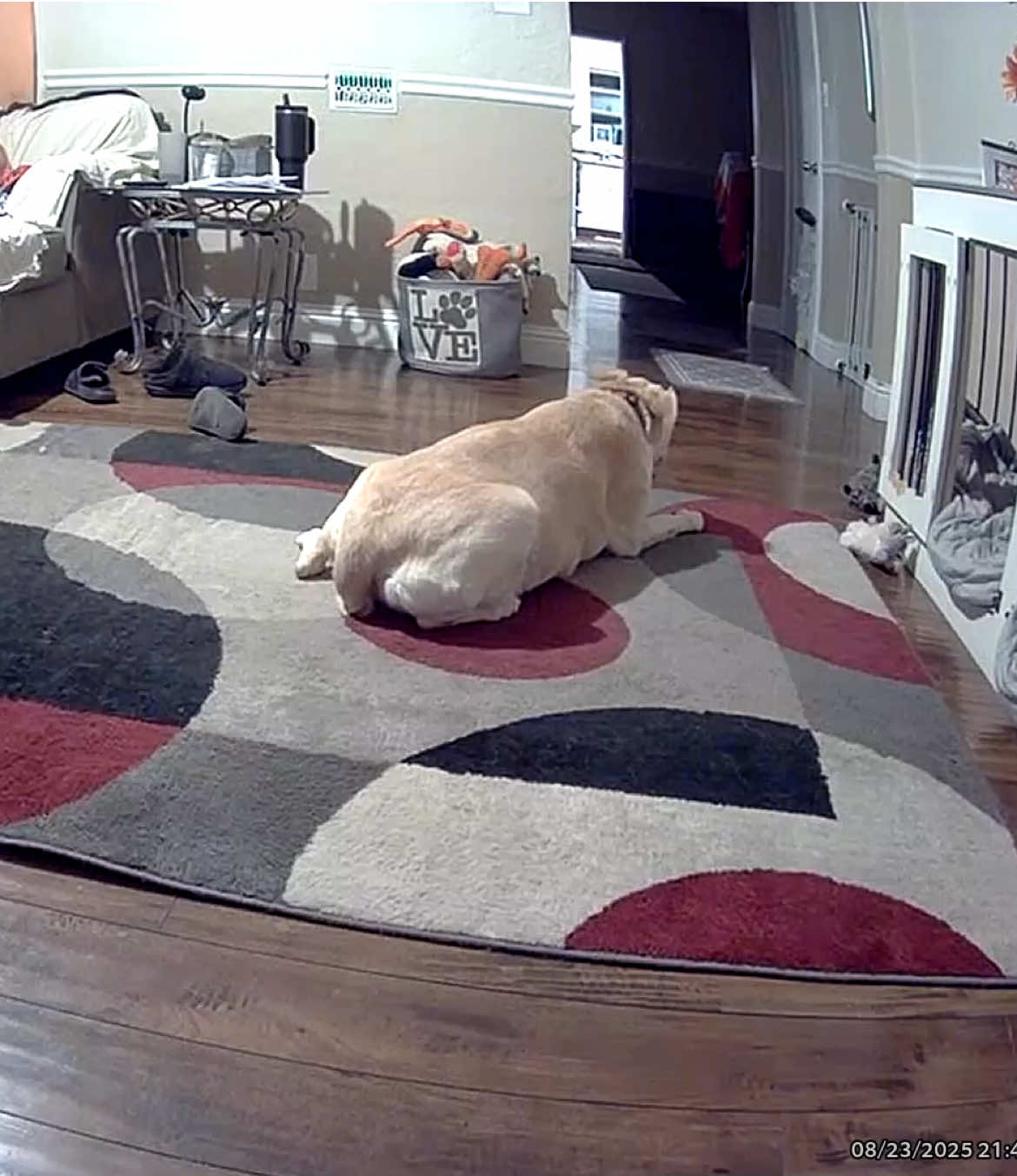 Nothing prepares you for this stage of your dogs life    #dogsoftiktok #seniordog #seniordogsoftiktok #dogmom #
