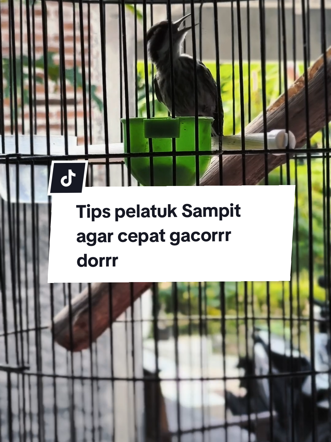 Pola rawatan agar Pelatuk Sampit gacor dorrrrr braderrrr. 1. Pagi embun 2. Beri ef ulat Hongkong 5 ekor 3. Ganti air minum setiap pagi 4. Jemur tiap hari 30 menit 5. Kroto seminggu 3 kali 6. Mandi seminggu 2 kali ( bebas hari dan waktu ) Itu dia tips menggancorkan Pelatuk Sampit ala Dk Farm selamat mencoba braderrr. Dan tetap sabar, konsisten #masteranmuraibatu #kicaumania #masteranburung #pelatuksampit #fyp 