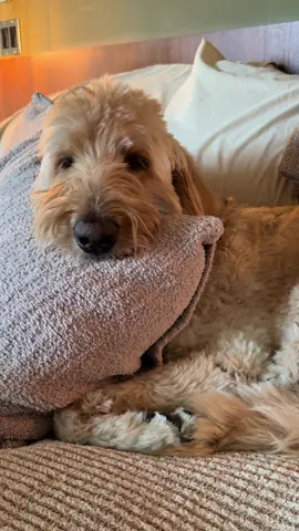 Him. That’s all. #fyp #foryoupage #foryou #dogs #viral