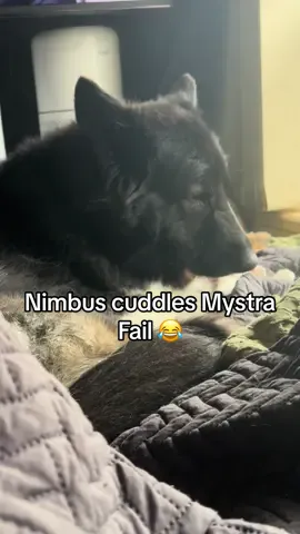 Nimbus cuddles up to Mystra take 2…. Fail 😂 #gsd #kitten #funny #cute #dog 