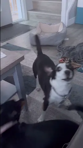 When Juno talks, it’s always about something that excites him… food, walks, or anything he loves 🐾💬 Can you guess what he’s asking for this time? #TalkingDog #SmartDog #HungryDog #WalkTime #DogLovers       
