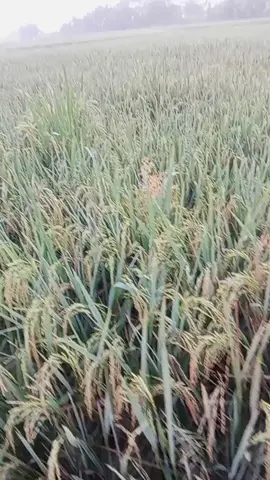 ngegebot dipit sayang