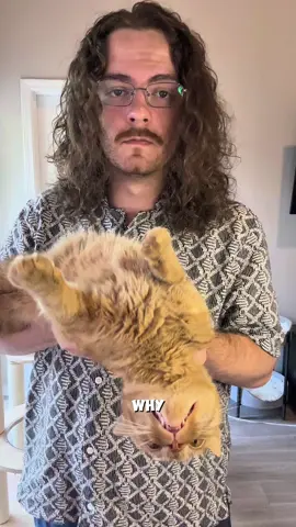 Orange cats are always described as orange #cat #catsoftiktok #catlovers #viralcats #orangecat #orangecatbehavior #funnycat 