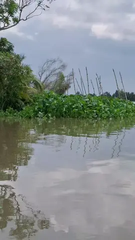 #vàm cỏ đông bà mùi đức huệ