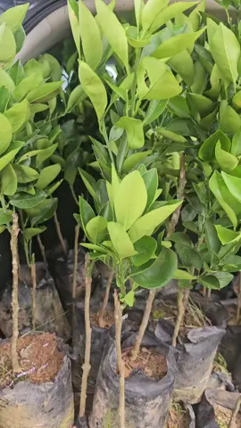 Grafted Citrus Restocked 🌿🍀🌱 $60.00 each.  #yourgrowingstartshere #conceptsofagriculture #agroconcepts #fyp 