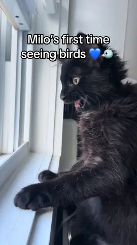 Adult Milo would be a good hunter now 😸 💙 #catsoftiktok #blackcats #cats #funnycats #catlife