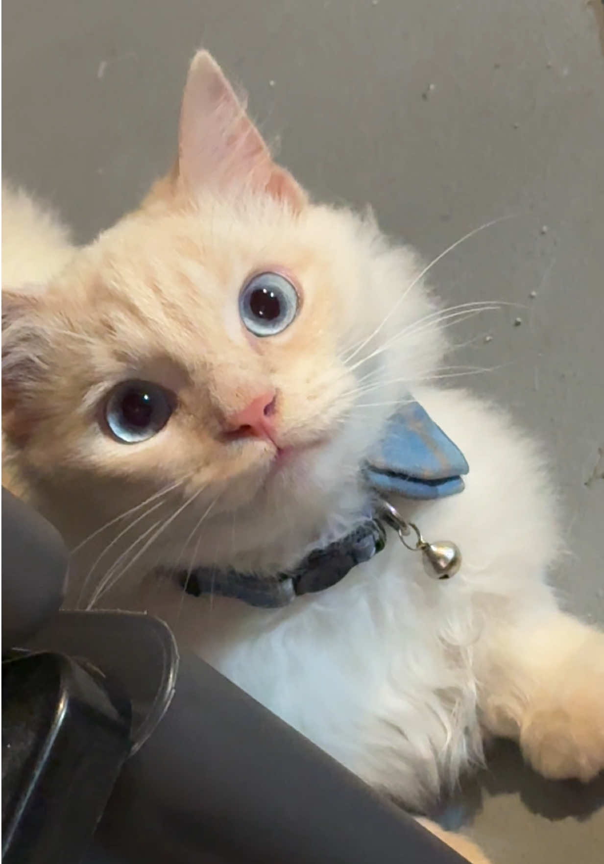 The longer version of my favorite video of Tofu 😍  #fyp #catsoftiktok #tofitalks #cute #yapping 