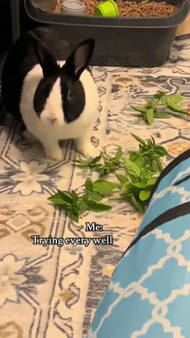 Humans complicate life. Bunnies keep it simple 🐰🥬✨ #chrissy #sore #indie #fyp #trendingsong 